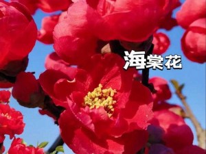 海棠网址—海棠网址是什么？如何找到海棠网址？哪里可以获取海棠网址？