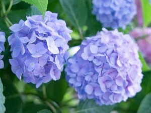 紫陽花の散ル頃に(紫阳花凋零的时候)