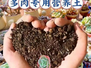 多肉质量好的现言-多肉质量超好的现言：一场关于爱情与成长的奇幻之旅