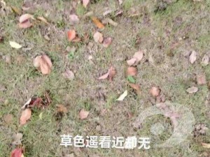 为什么看草色视频要去 wwrgdj？如何找到可靠的在线观看渠道？怎样避免侵权风险？