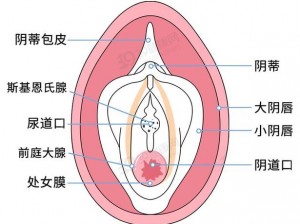 女人巨大荫蒂勃起后，独特设计，提升快感