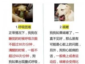 狗狗速度很快又大又烫，为什么会这样？该如何解决？