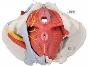 高潮时一夹一夹的情况正常吗【高潮时阴道一夹一夹的情况是否正常？】