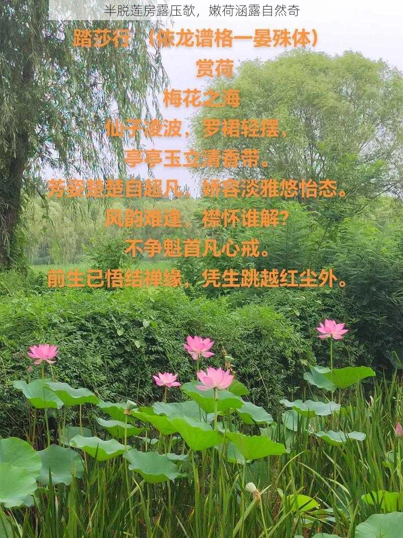 半脱莲房露压欹，嫩荷涵露自然奇