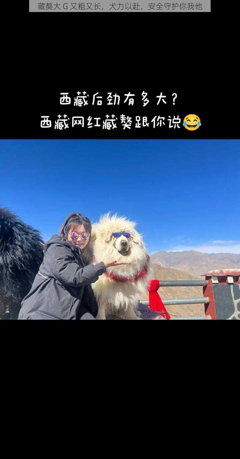 藏獒大 G 又粗又长，犬力以赴，安全守护你我他