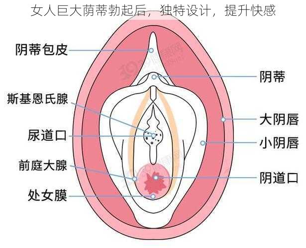 女人巨大荫蒂勃起后，独特设计，提升快感