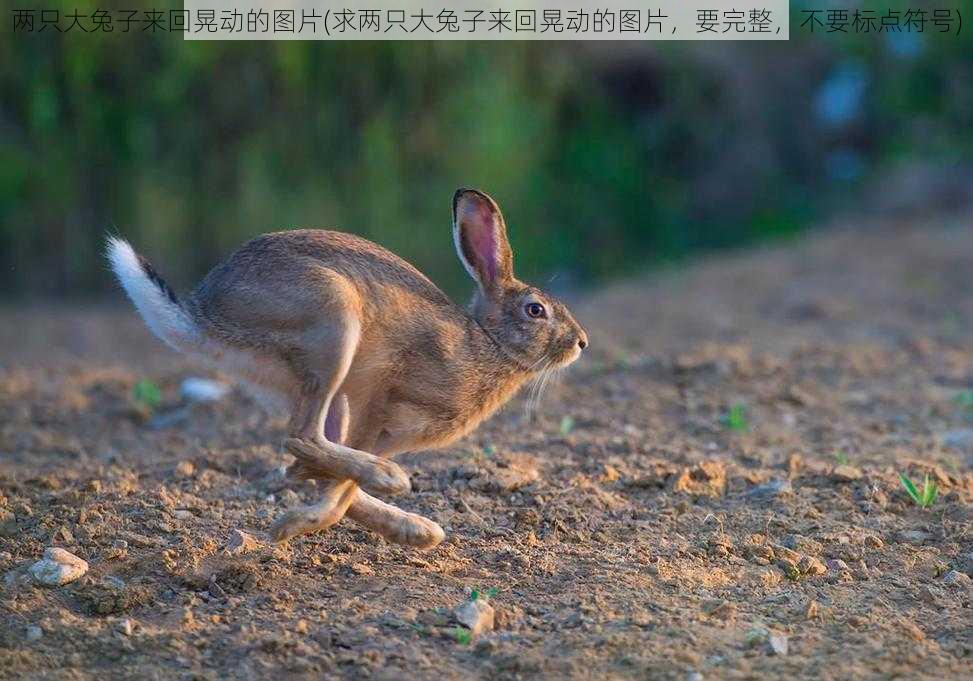 两只大兔子来回晃动的图片(求两只大兔子来回晃动的图片，要完整，不要标点符号)