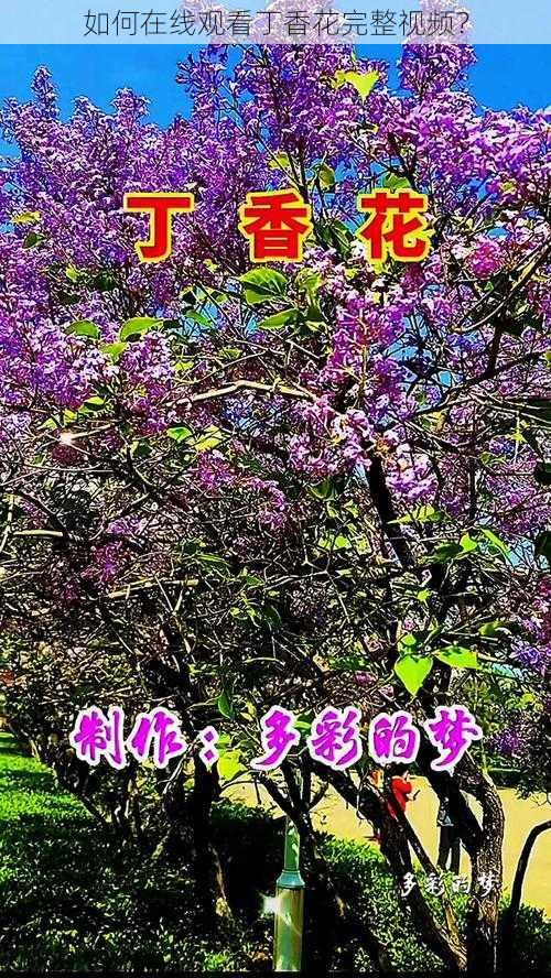 如何在线观看丁香花完整视频？